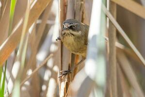 White-browed Scrubwren in Australia photo