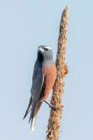 White-browed Woodswallow in Australia photo