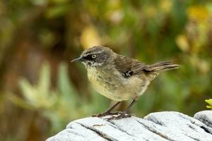 White-browed Scrubwren in Australia photo