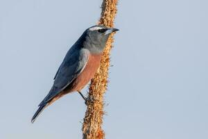 ceja blanca golondrina en Australia foto