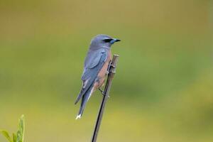 ceja blanca golondrina en Australia foto