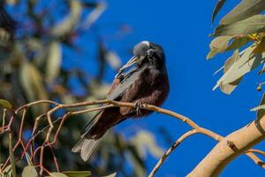 White-browed Woodswallow in Australia photo