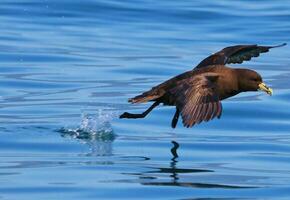 barbilla blanca petrel en australasia foto