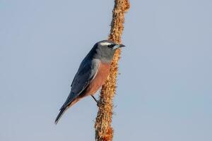 ceja blanca golondrina en Australia foto