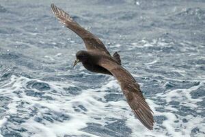 barbilla blanca petrel en australasia foto