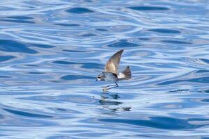 cara blanca tormenta petrel en australasia foto