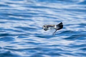 White-faced Storm Petrel in Australasia photo