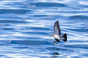 White-faced Storm Petrel in Australasia photo