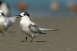 de frente blanca golondrina de mar en Australia foto