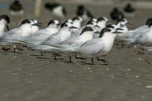 de frente blanca golondrina de mar en Australia foto