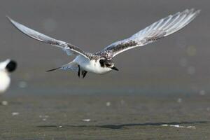 White-fronted Tern in Australia photo