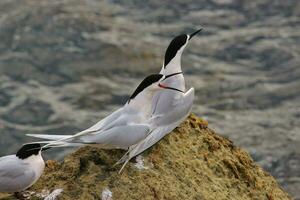 de frente blanca golondrina de mar en Australia foto