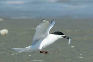 White-fronted Tern in Australasia photo