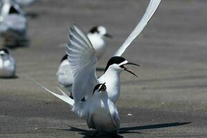 de frente blanca golondrina de mar en australasia foto