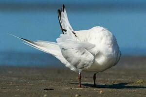 White-fronted Tern in Australasia photo