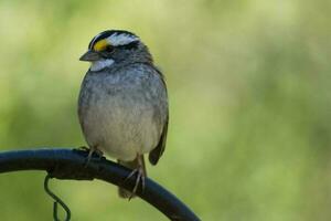 White-throated Sparrow in USA photo