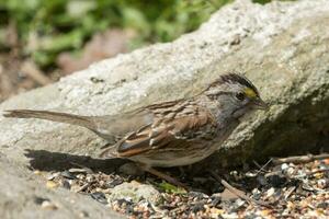 White-throated Sparrow in USA photo