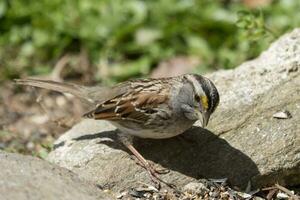 White-throated Sparrow in USA photo