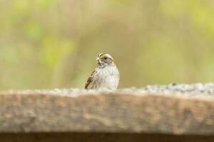 White-throated Sparrow in USA photo