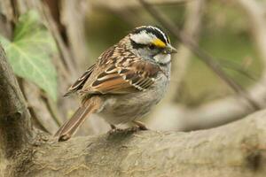 White-throated Sparrow in USA photo