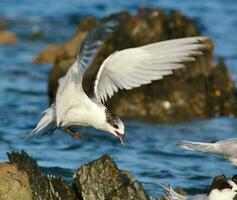 de frente blanca golondrina de mar en australasia foto