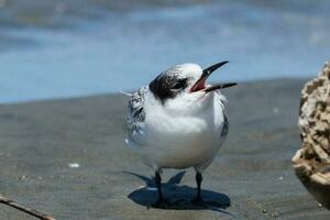 de frente blanca golondrina de mar en australasia foto