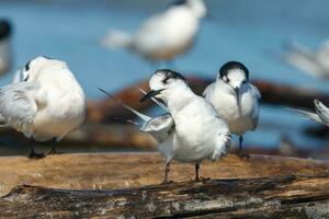 White-fronted Tern in Australasia photo