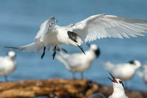 de frente blanca golondrina de mar en australasia foto