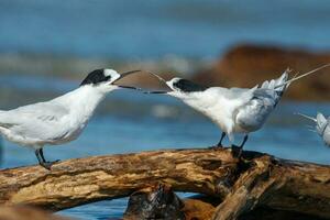 White-fronted Tern in Australasia photo