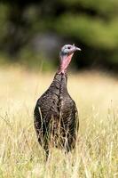 salvaje Turquía pájaro foto