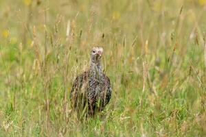 Wild Turkey Bird photo