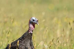 Wild Turkey Bird photo