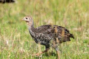 salvaje Turquía pájaro foto