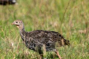 Wild Turkey Bird photo