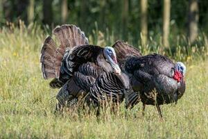 Wild Turkey Bird photo