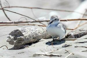 Wrybill Endemic to New Zealand photo