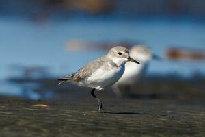 Wrybill Endemic to New Zealand photo