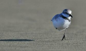 Wrybill Endemic to New Zealand photo