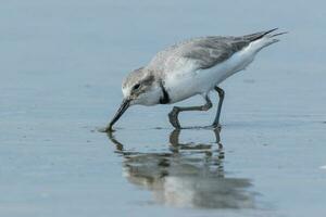 Wrybill Endemic to New Zealand photo