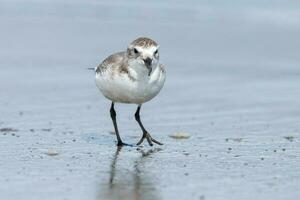 Wrybill Endemic to New Zealand photo