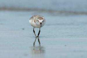 Wrybill Endemic to New Zealand photo