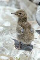 White-fronted Tern in Australasia photo