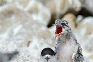 White-fronted Tern in Australasia photo