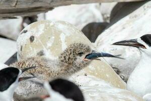 White-fronted Tern in Australasia photo