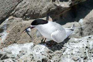 White-fronted Tern in Australasia photo