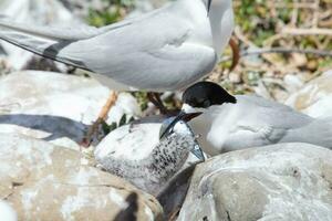 White-fronted Tern in Australasia photo