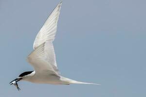 White-fronted Tern in Australasia photo