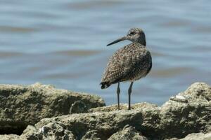 Willet Shorebird in USA photo