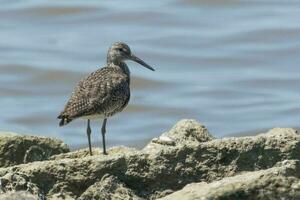 Willet Shorebird in USA photo