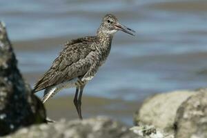 Willet Shorebird in USA photo